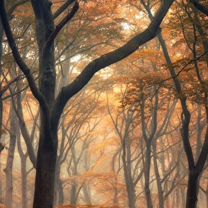 Autumn Woods #003