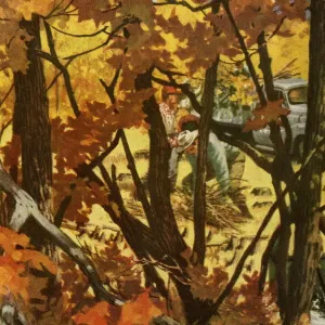 Autumn Woods Autumn Woods