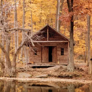 AUTUMN WOODS FOREST AUTUMN WOODS FOREST