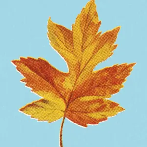 Autumn Yellow Leaf Autumn Yellow Leaf