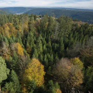 Autumnal mixed forest, birds eye view, northern Black Forest, Baden-Wurttemberg, Germany