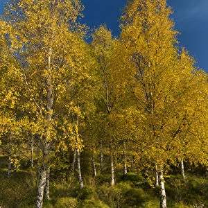 Autumnally coloured birch trees -Betula pendula-, Lake Lagarfljot, near Egilsstaoir, East Iceland, Iceland