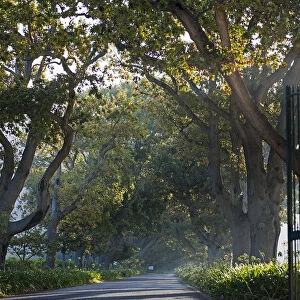 Avenue leading up to Buitenverwachting Estate. Constantia Cape Town. RSA