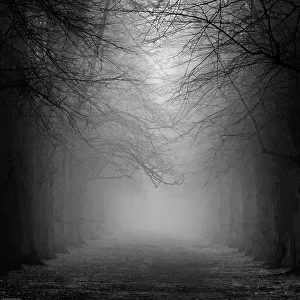 Avenue in mist