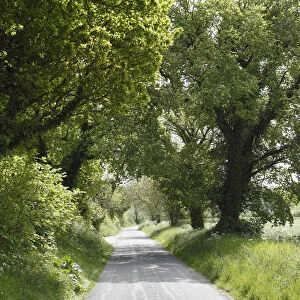 Avenue, Monasterboice, County Louth, Leinster, Ireland, Europe