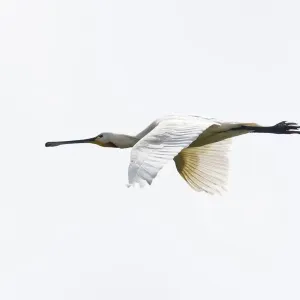 aves, common spoonbill, dutch, holland, natural environment, nederland, out, platalea leucorodia aves, common spoonbill, dutch, holland, natural environment, nederland, out, platalea leucorodia