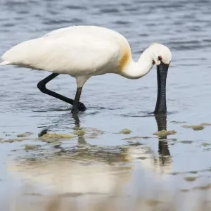 aves, common spoonbill, dutch, holland, in water, natural environment, nederland aves, common spoonbill, dutch, holland, in water, natural environment, nederland