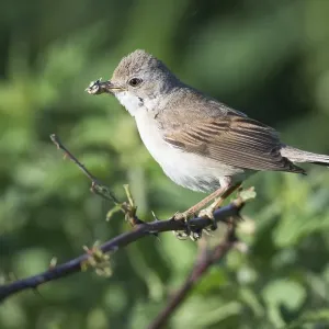 aves, common whitethroat, emsland, natural environment, niedersachsen, norddeutschland aves, common whitethroat, emsland, natural environment, niedersachsen, norddeutschland