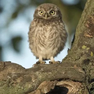 aves, cropped, exterior views, head shots, juvenile, looks, natural environment, niedersachsen aves, cropped, exterior views, head shots, juvenile, looks, natural environment, niedersachsen
