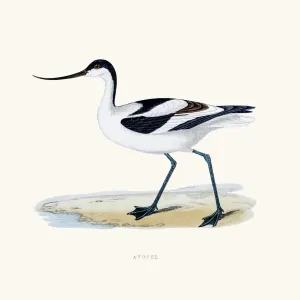 Avocet bird 19 century illustration Avocet bird 19 century illustration