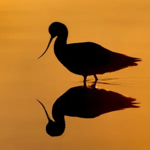 Avocet Silhouetted at Sunrise with Reflection Print Avocet Silhouetted at Sunrise with Reflection Print