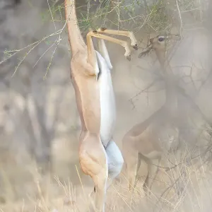 Awesome Gerenuk Standing on Two Legs in Golden Background in Samburu