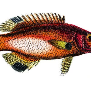 Axilspot hogfish (Cossyphus axillaris)