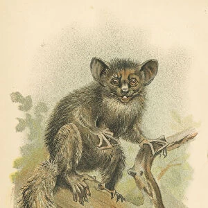 Aye-aye lemur primate 1894