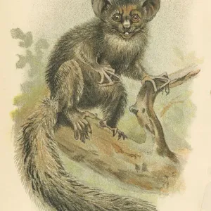 Aye-aye Lemur Print, 1894 Aye-aye Lemur Print, 1894