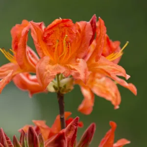 Azalea -Rhododendron-, Saturnus Mollis hybrid, flowering, Thuringia, Germany