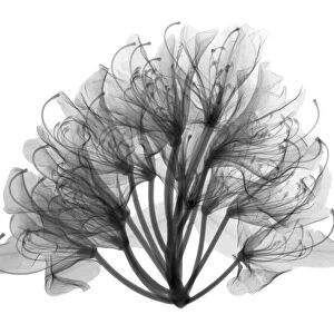 Azalea (Rhododendron sp. ), X-ray