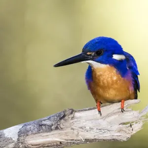 Azure Kingfisher Print, Eungella National Park, Australia Azure Kingfisher Print, Eungella National Park, Australia