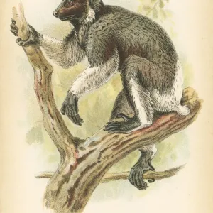 Babakoto Indri Primate Print 1894 Babakoto Indri Primate Print 1894