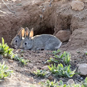 Babies of field rabbits close to his burrow eating ( Species Oryctolagus cuniculus. )
