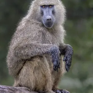 Baboon Print on Dead Tree Trunk Baboon Print on Dead Tree Trunk