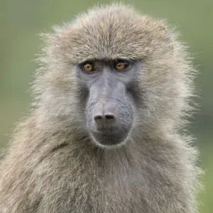 Close-up Golden-Eyed Baboon Print Close-up Golden-Eyed Baboon Print