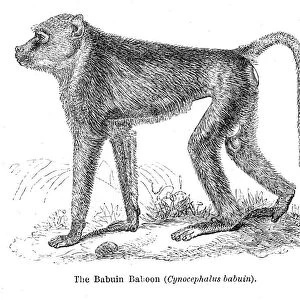babuin baboon engraving 1878
