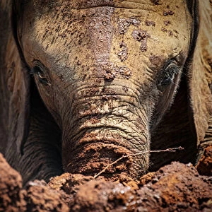 Baby African Elephant In Mud Looking at Camera