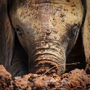 Baby African Elephant Print in Mud Baby African Elephant Print in Mud