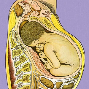 Baby Inside Womb
