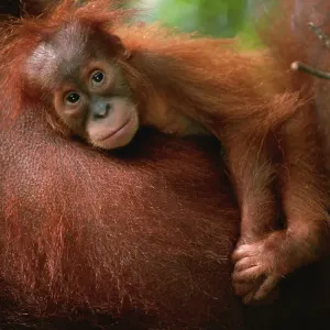 Baby orang utan (Pongo pygmaeus) resting on it's mother's chest, close up, Gunung Leuser N. P, Indonesia Baby orang utan (Pongo pygmaeus) resting on it's mother's chest, close up, Gunung Leuser N. P, Indonesia