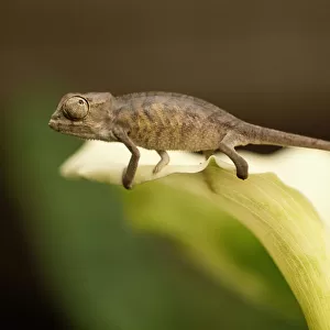Baby Panther Chameleon (Chameleo pardalis) on calla(Zantedeschia sp)