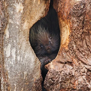 Baby Porcupine in tree
