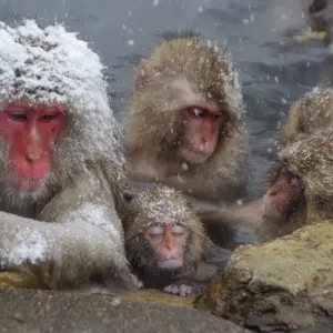 Monito de nieve bebé durmiendo en baño de aguas termales.