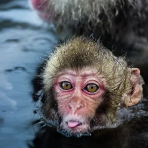 Framed and Canvas Prints plus a lot more: Funny Animals