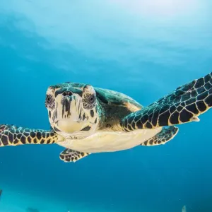 Baby Turtle Print - Cayman Islands Baby Turtle Print - Cayman Islands