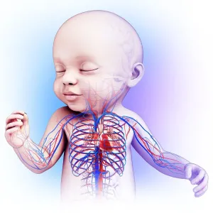 Print of a Baby's Heart and Circulatory System Print of a Baby's Heart and Circulatory System