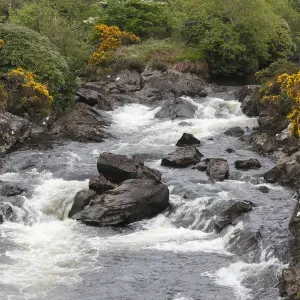 Bach with gorse near Tully Cross, Connemara, County Galway, Republic of Ireland, Europe Bach with gorse near Tully Cross, Connemara, County Galway, Republic of Ireland, Europe