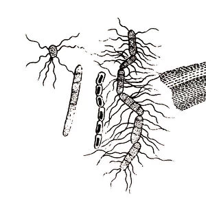 Bacillus subtilis, known also as the hay bacillus or grass bacillus