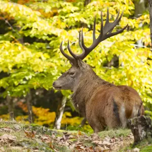 background, buck, bull elk, caribou, cervus, color, fall, isolated, male, natural background, buck, bull elk, caribou, cervus, color, fall, isolated, male, natural