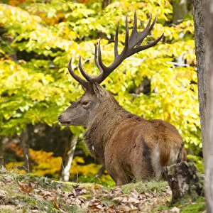 background, buck, bull elk, caribou, cervus, color, fall, isolated, male, natural
