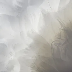 Backlit Feathers and Textures of a Mute Swan in Massapequa Backlit Feathers and Textures of a Mute Swan in Massapequa