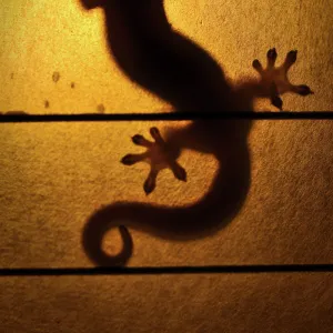 Backlit Gecko, Hawaii