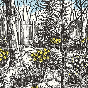 Backyard Garden with Daffodils