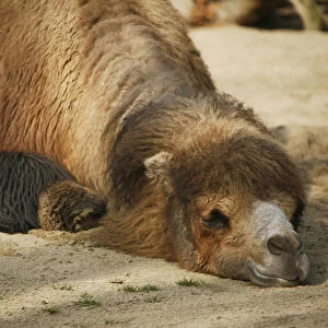 Bactrian Camel -Camelus ferus-, resting in the sand