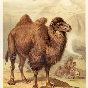 Bactrian Camel illustration 1888