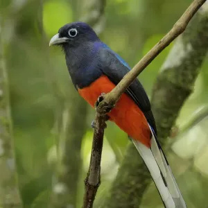 Bairds Trogon