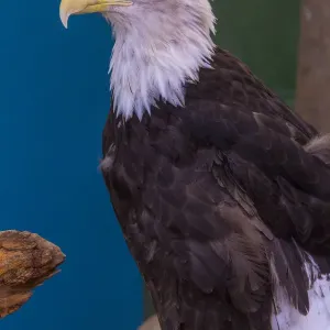 Bald Eagle Print