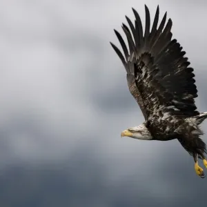 Bald Eagle in Flight, Alaska Bald Eagle in Flight, Alaska