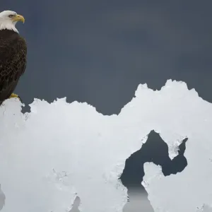 Bald Eagle Print on Iceberg in Alaska